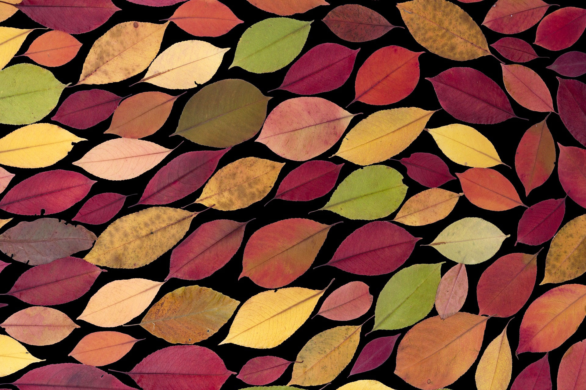Tolle Gewinnspiele im Herbst Bild: Pixabay/andreas N